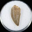 Finely Serrated Tyrannosaur Tooth #14758-1